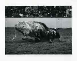 [Man Wrestling a Bull]