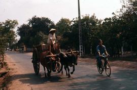 Man on a cart pulled by oxen being passed by another individual on a bicycle