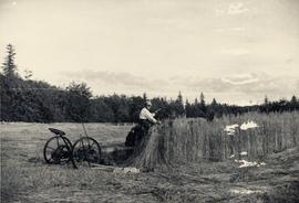 S. Unsworth harvesting a crop of oats, Sewall, Queen Charlotte Islands