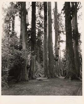 Seven Sisters, Stanley Park, Vancouver, British Columbia