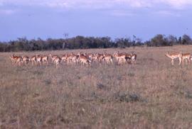 Keekorok Game Reserve - gazelle or impala