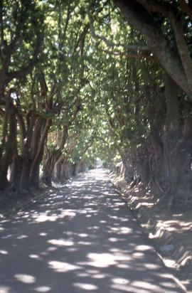 Path through trees