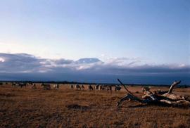 Zebras at Queen Elizabeth National Park