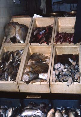 Variety of fish and shellfish