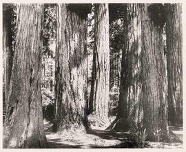 Seven Sisters, Stanley Park, Vancouver, British Columbia