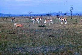 Keekorok Game Reserve - gazelles