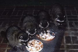 Four raccoons eating bread from two metal dishes