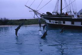 Dolphins jumping in front of a sailing ship