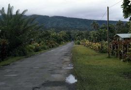 Paved road surrounded by dense vegetation