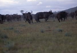 Keekorok Game Reserve - wildebeests