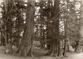 Stand of trees, Stanley Park, Vancouver, British Columbia