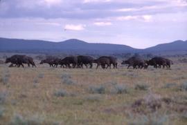 Keekorok Game Reserve - wildebeests