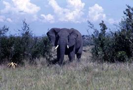 Keekorok Game Reserve - elephant