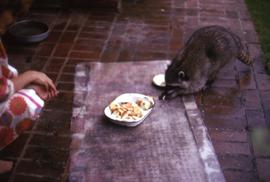 Raccoon feeding from a paper container and a woman, likely Phyliss Snider, crouched nearby