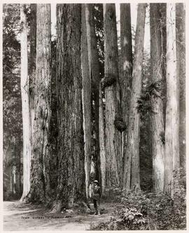 Seven Sisters, Stanley Park, Vancouver, British Columbia