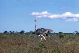 Keekorok Game Reserve - ostrich