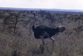 Ostrich