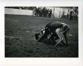 [Cow Pinning Down a Cowboy]