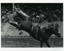 [Man Falling Off Bucking Horse]