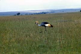 Keekorok Game Reserve - grey crowned crane