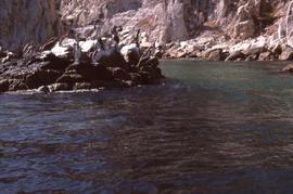 Birds, likely pelicans, sitting on a rock surrounded by water with rocky ground in the background