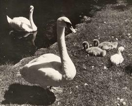 Swans and cygnets, Stanley Park, Vancouver, British Columbia