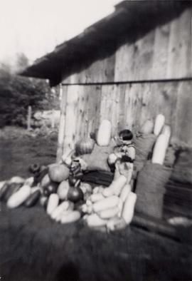 Crop of pumpkins at the Unsworth farm, Sewall, Queen Charlotte Islands