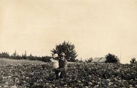 Field of potatoes, Greive farm, Sewall, Queen Charlotte Islands