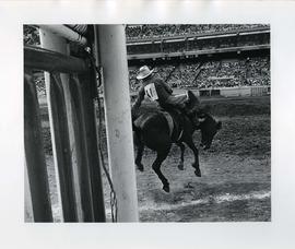 Calgary Stampede