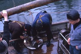 Fisherman working with a net full of fish