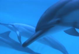 Underwater shot of dolphins