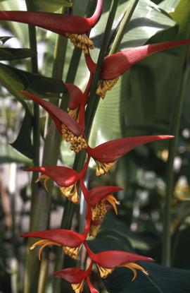 Close-up of a red and yellow flower