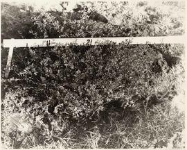 Alfalfa plants, Agronomy Department, University of British Columbia