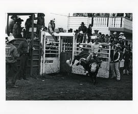 [Man Riding a Bull Out of the Gate]