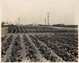 University of British Columbia, Agriculture Department fields