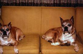 Two of the Snider's dogs lying on a couch