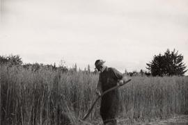 Mr. Greive harvesting oats, Sewall, Queen Charlotte Islands