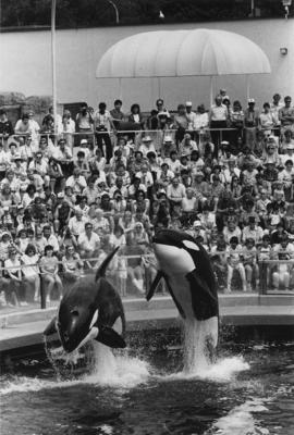 Killer whales at the aquarium