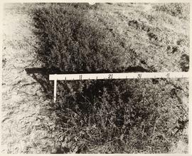 Alfalfa plants, Agronomy Department, University of British Columbia